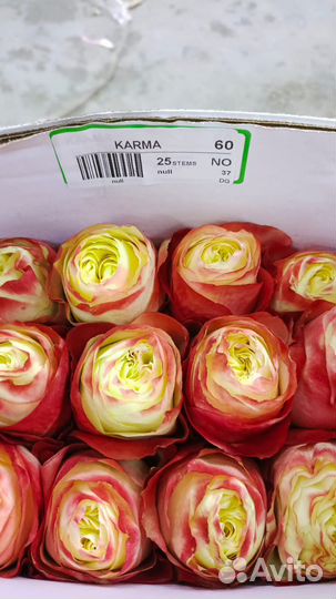 Живые цветы оптом опт цветы опт розы