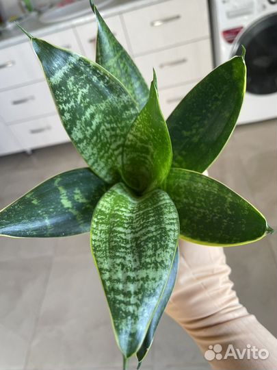 Сансевиерия сортовая