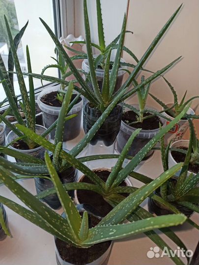 Алоэ Вера алое Столетник