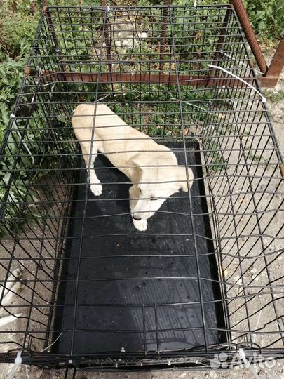 Отлов собак