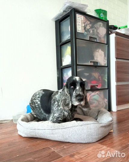 Передержка собак и кошек