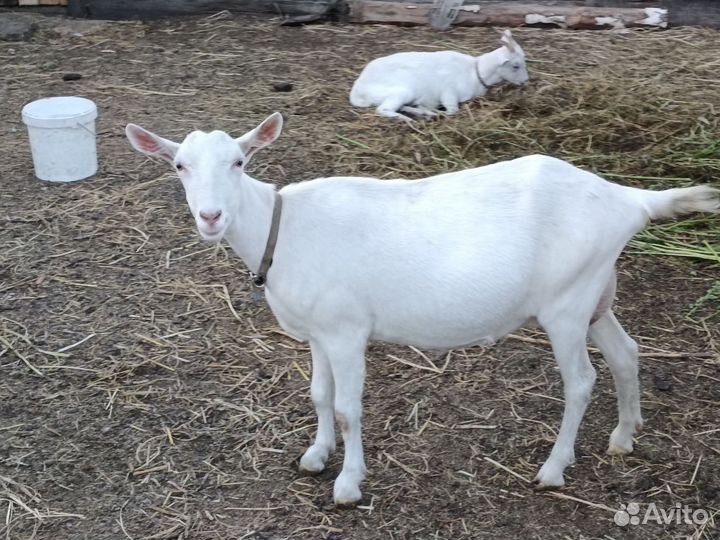Зааненские козы племенные