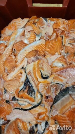 Обрезь сёмги (Теша) Брюшки семги. Опт розница