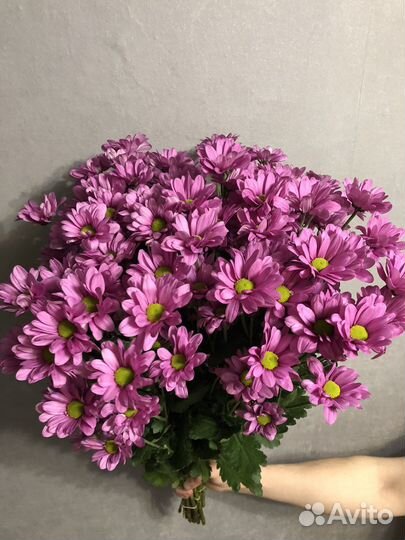 Хризантема