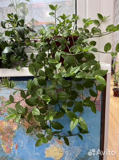 Комнатные цветы