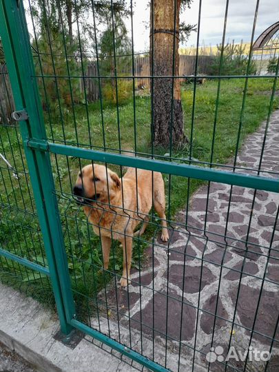 Щенки в добрые руки