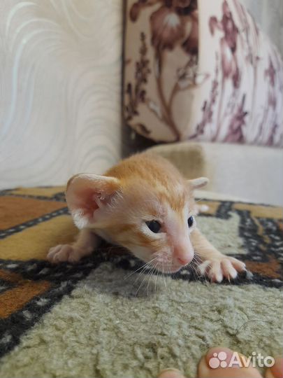 Ориентальные котята