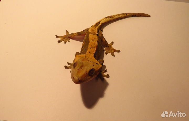 Реснитчатые гекконы-бананоеды