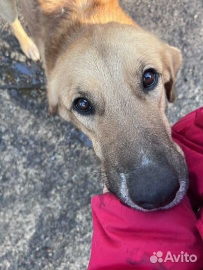 Собака мальчик