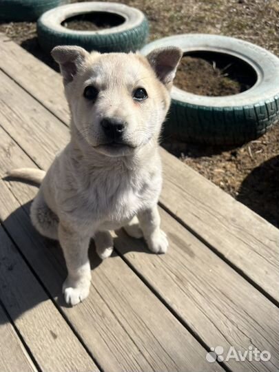 Щенок девочка в добрые руки