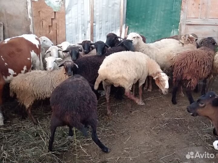 Продажа баранов и овец