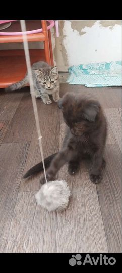 Котик бесплатно