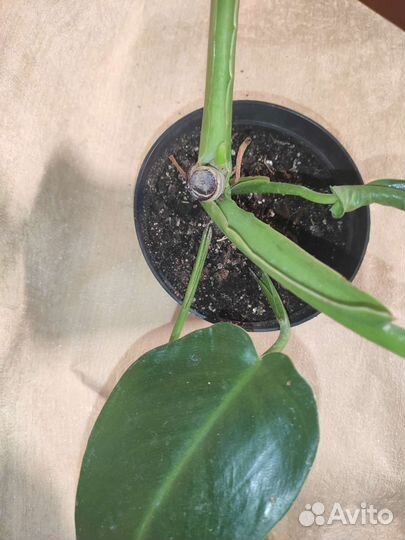 Домашние растения цветы