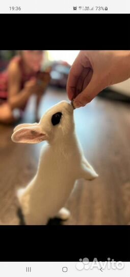 Карликовые цветные кролики