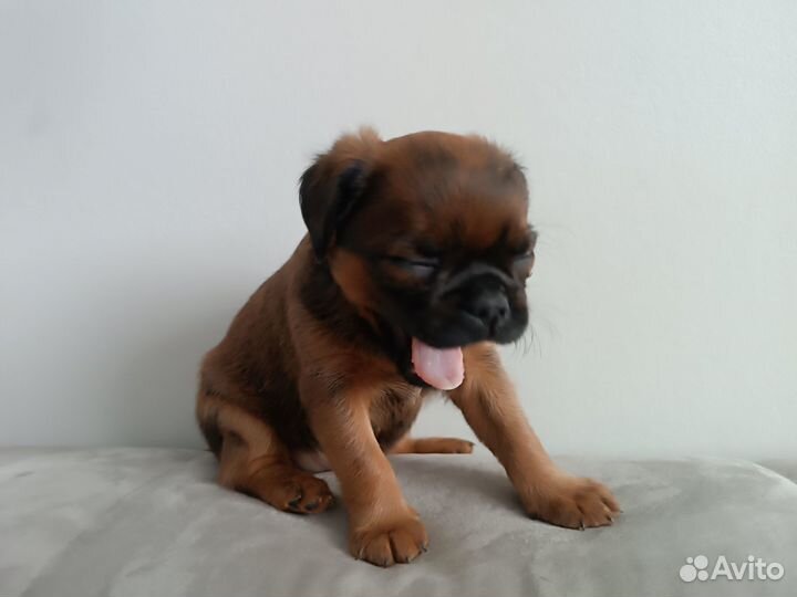 Щенки пти брабансона