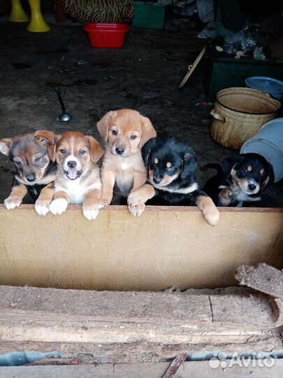 Щенки