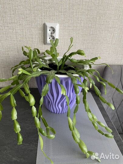 Продам цветок комнатный декабрист