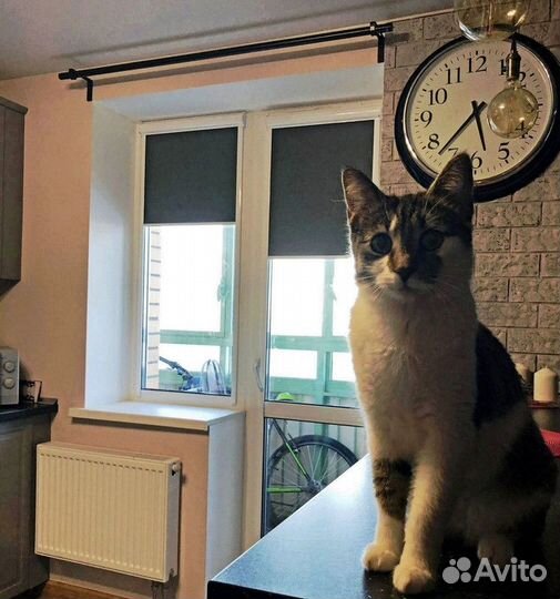 Рулонные шторы