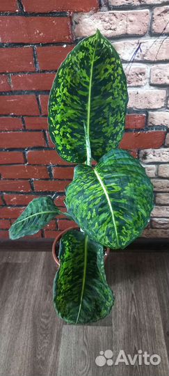 Диффенбахия рефлектор