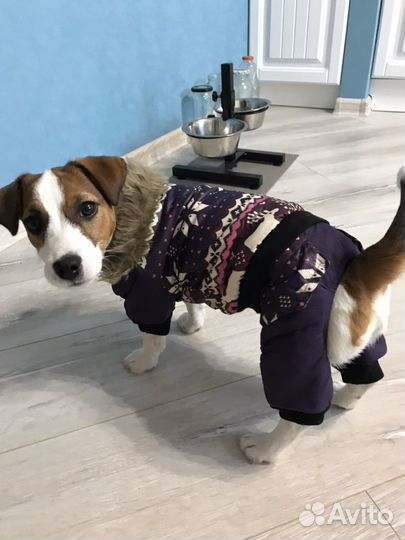 Продам комбинезон для собаки
