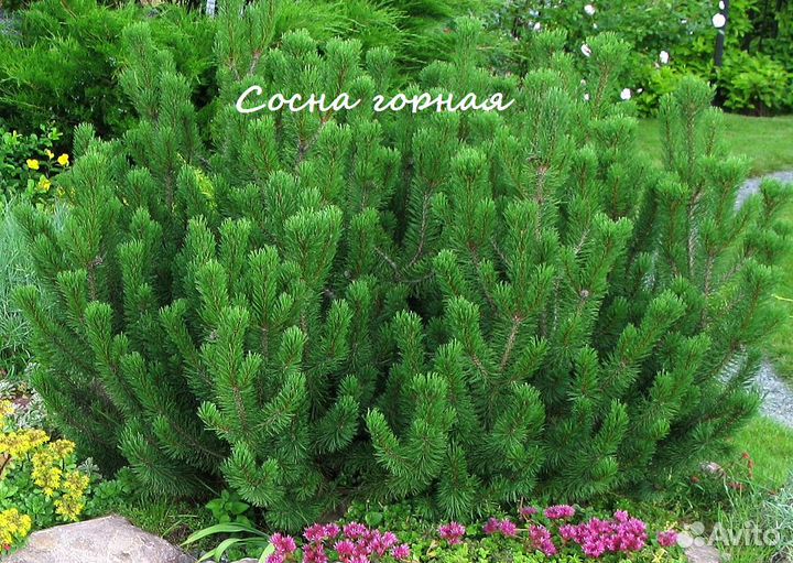 Сосна горная саженцы