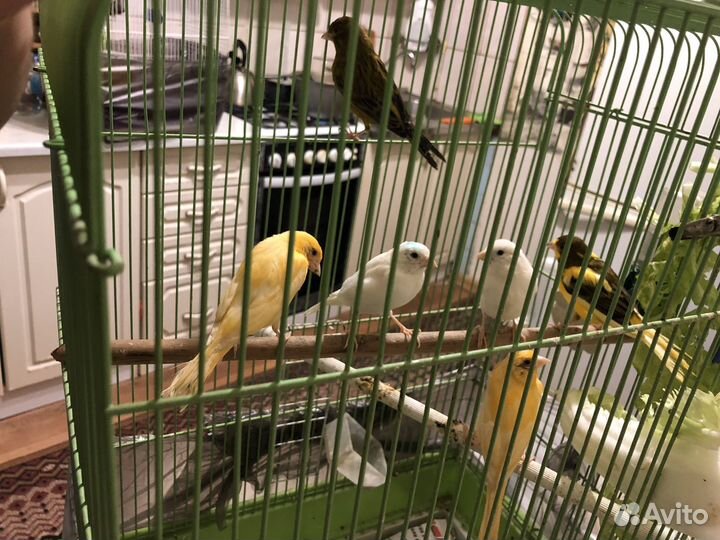 Молодые кеноры