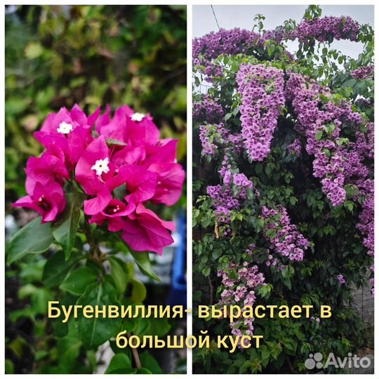 Продажа цветов -бугенвиллия,портулак, Дуранта и тд