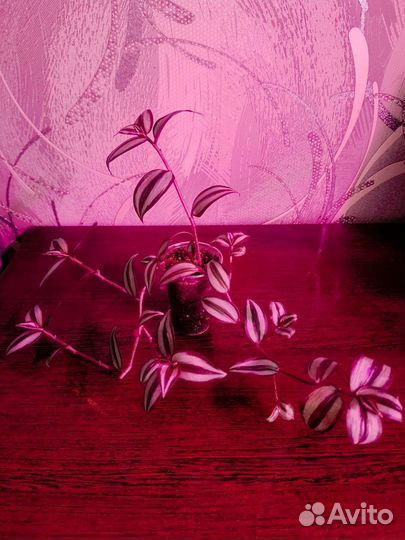 Вегетативные черенки