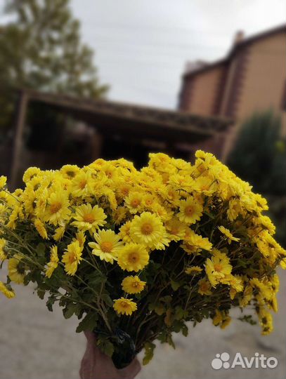 Хризантема мультифлора