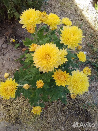 Среднерослые хризантемы