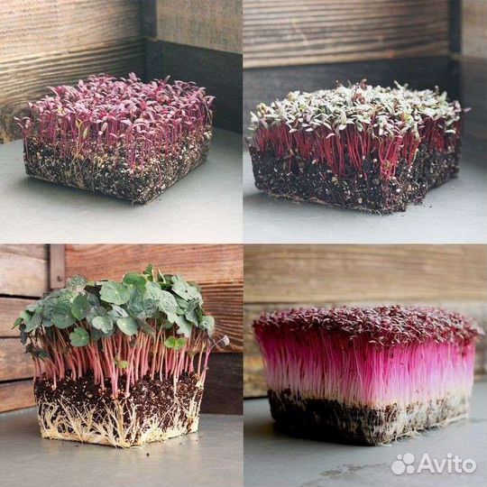 Микрозелень