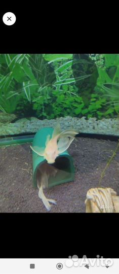 Анцитрусы вуалевые