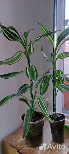 Драцена Сандера (Бамбук )