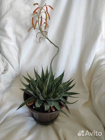 Алоэ- остистое