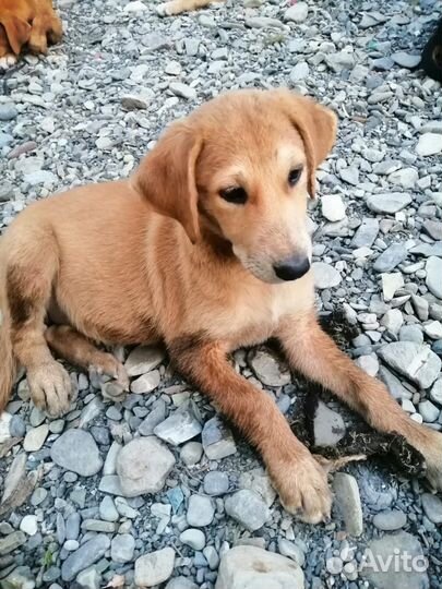 Щенки в добрые руки