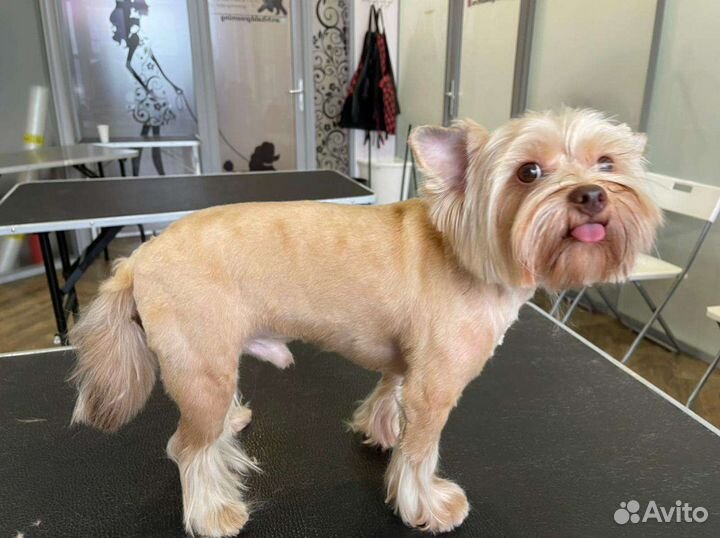 Груминг собак