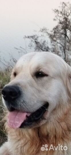 Голден ретривер Вязка