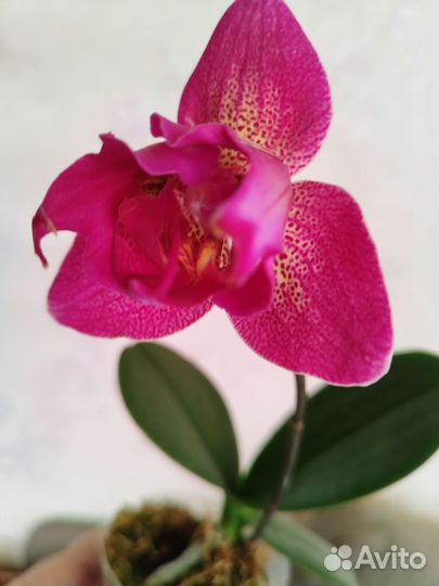 Орхидея Phal. Joy Spotted Butterfly