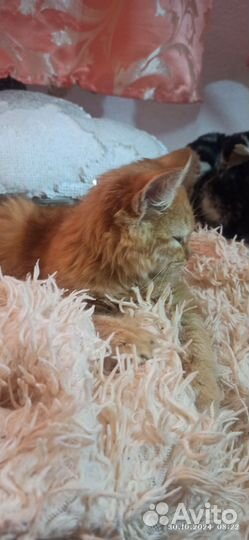 Отдам в добрые руки