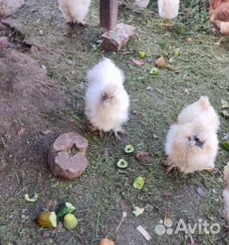 Домашний петушок, китайский шёлковый и “Xoxлатый”