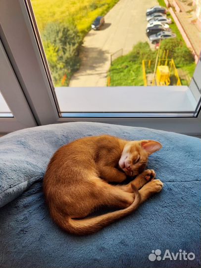 Абиссинские котята