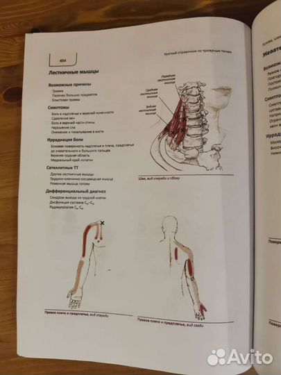 Практической руководство по пальпации тела Э. Бил