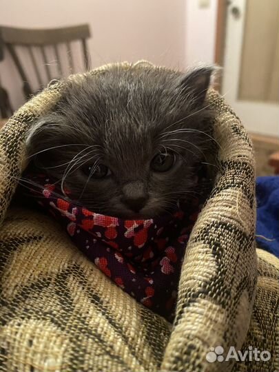 Спасите котенка