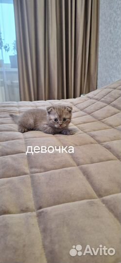 Шотландские вислоухие котята