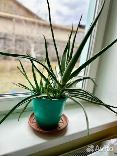 Алоэ лечебный