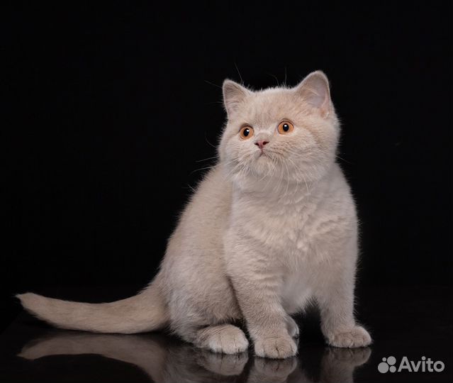 Британский котик