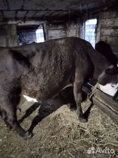 Корова на мясо