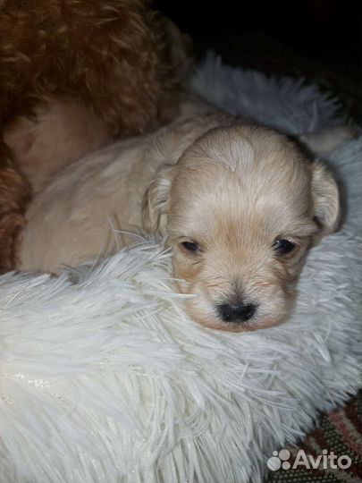 Элитные собаки мальтипу f1 mini