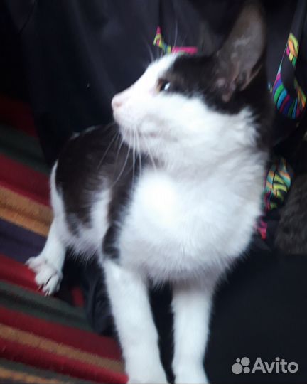 Кошечка в добрые руки бесплатно