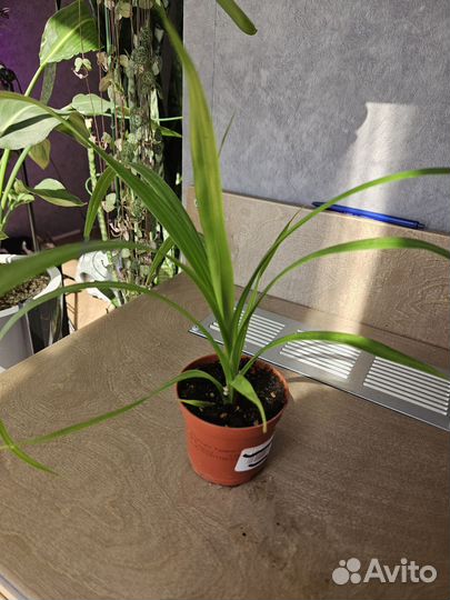 Замиокулькас, фикус бенджамина, панданус и др